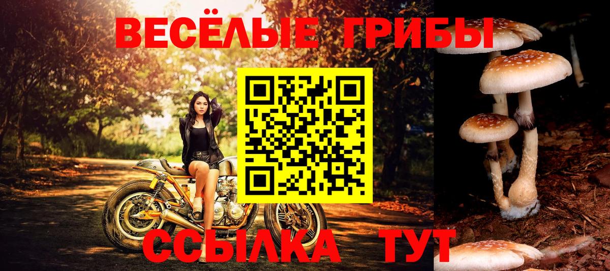 дарнет шоп  Вход с VPN  Псилоцибиновые грибы Cubensis  Коммунар  Галлюциногенные грибы прущие грибы 